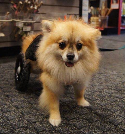 Scout in her customized wheelchair